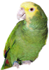 Double Yellow Headed Amazon