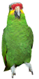 Red Lored Amazon