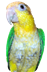 White Bellied Caique