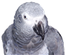 Congo African Grey