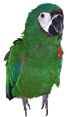 Severe Macaw