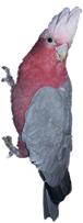 Galah Cockatoo