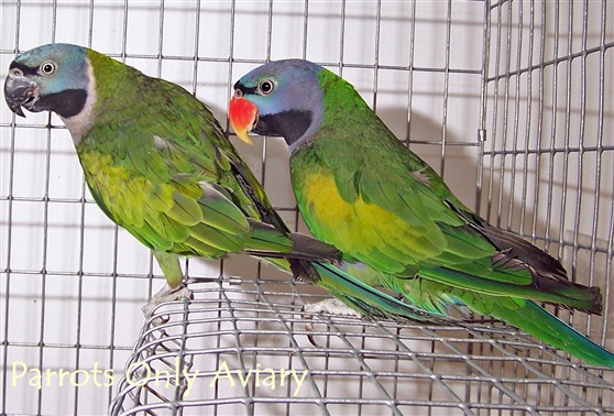 derbyan parrot